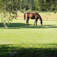 cheap hotels in live oak fl