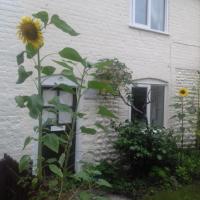 Mauds Cottage 1, hotel in West Raynham