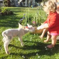 Little Paradise & Petting Farm, Hotel in Greymouth