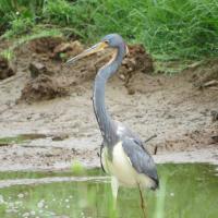 Poponjoche Lodge Caño Negro、Caño Negroのホテル