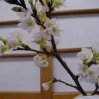 Wakaba Ryokan / Vacation STAY 29366 – hotel w mieście Sakata
