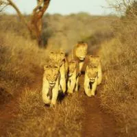 Hluhluwe में, होटल Thanda Safari
