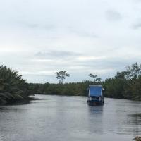 Orangutan Shaka Houseboat with cabin, Pangkalanbuun-flugvöllur - PKN, Pangkalan Bun, hótel í nágrenninu