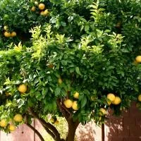 Trogir में, होटल LEMON TREE