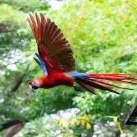 Jungle Lodge at Wild Sun Rescue Center, hotel di Cabuya