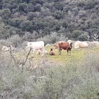 Country lodging in Manot, hotell sihtkohas Manot