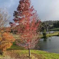 Woodlands of Balingup Bush Cottages -Flora & Fauna focused, hotel i Balingup