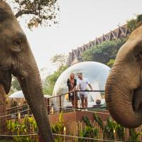 Anantara Golden Triangle Elephant Camp & Resort - SHA Certified, Hotel in Goldenes Dreieck