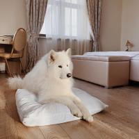a white dog laying on a pillow in a bedroom at Medniy Dvor, Suzdal