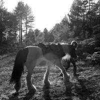 Wild Camping with Pack Ponies in Dorset