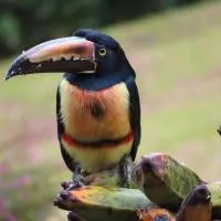 La Ceiba Tree Lodge, hôtel à Tilarán