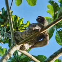 Into the Greens โรงแรมในMadre de Dios