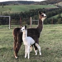 Llama House - Amazing Views, Country Setting - Pet the Llamas! Close to Everything!, hotel in Omaha