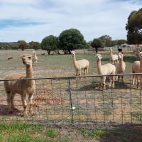 York Cottages and Burnley House，約克的飯店