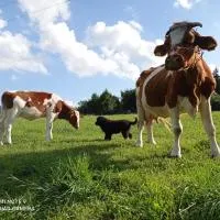 ZALASEK Gospodarstwo Agroturystyczne z Alpakami, готель у місті Dobra