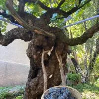 Tsinandali Edem - Tsinandlis Edemi - Цинандали Эдем, hotel v destinaci Tsinandali