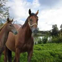 Espace Nature Studio indépendant proche du Parc des oiseaux, отель в городе Sainte-Olive
