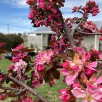 White Croft Cottage, hotel in Ross