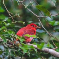 Chosa Manglar Suites、プエルト・ヒメネスにあるPuerto Jimenez Airport - PJMの周辺ホテル