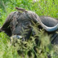 Inyati Game Lodge, hotel near Londolozi Airport - LDZ, Sabi Sand Game Reserve