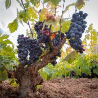 Guariliwe Ecolodge & Wines