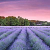 Cottage fields of Lavender by the Sea 5min Greenport Shelter Isl, hotel in East Marion