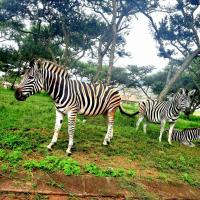 Indlovu Guesthouse, hotel blizu letališča letališče KMIA Nelspruit - NLP, Nelspruit