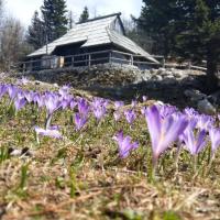 Chalet Pehta Velika Planina