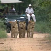 Karongwe- Shiduli Safari Lodge โรงแรมในโฮดสปรูท