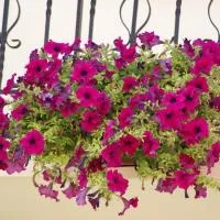 Andrianna Apartments