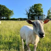 Luxury Shepherd Hut on small South Hams farm, Devon