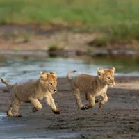 Africa Safari Ngorongoro Ndutu, ξενοδοχείο σε Sinoni