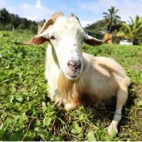 JO's Farmstay-charming holiday farm close to famous Muri Beach, hotel u četvrti 'Matavera' u gradu 'Rarotonga'