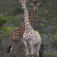 Garden Route Safari Camp, hotell i Mossel Bay