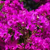 Le bougainvillea 2