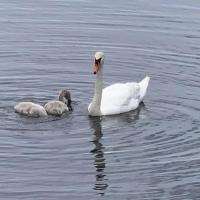 two swans and a baby duck in the water at Sun Chaser Bay, Carrying Place