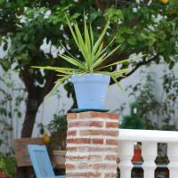 El Patio del Limonero