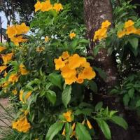 Montra Guesthouse, hotel poblíž Letiště Kawthoung - KAW, Ranong