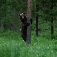 Bear Watching Hide of Alutaguse、Palasiのホテル