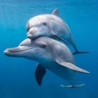 Dolphin Beach Get Away: Rosarito'da bir otel