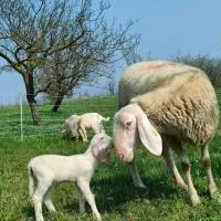 B&B Naturin - Vegan Eco Farm, מלון בLauriano