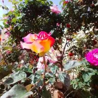 Las/Rosas, hotel a Orgaz