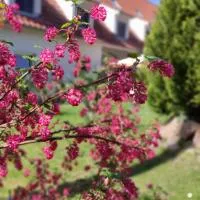Schlossparkhotel Sallgast, hotel en Sallgast