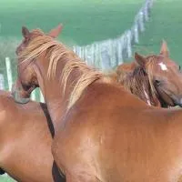 Estancia Hosteria El Ceibo、Floridaのホテル