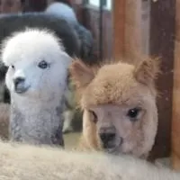 B&B Canossalpaca, hotel i Canossa