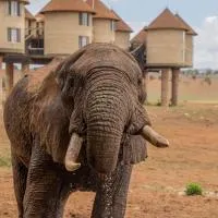 Salt Lick Safari Lodge, hotel u gradu 'Tsavo West National Park'