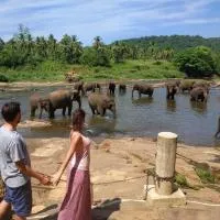 Peacock Village Pinnawala - Offer Alert! Elephant Welfare Program, viešbutis mieste Pinavala