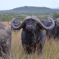 Bushwa Private Game Lodge, hotel v destinácii Vaalwater