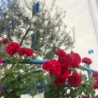 Olive Tree Apartments, hotel en Umag