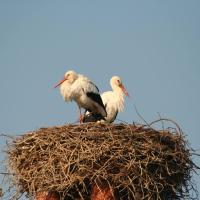 Le Nid, khách sạn ở Éclaron